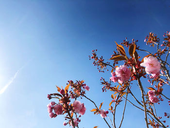 Low angle view of cherry blossoms against sky