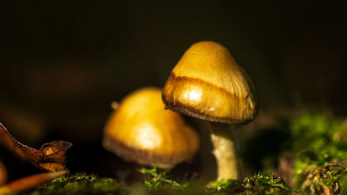 Close-up of mushroom growing on field