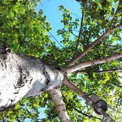 Low angle view of trees