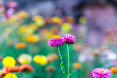 Close-up of pink flowering plant