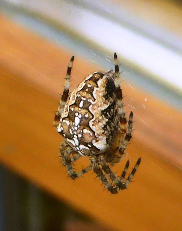 CLOSE-UP OF INSECT ON PLANT