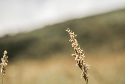 Close-up of wilted plant on field