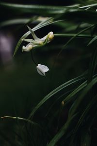 Close-up of white flowers