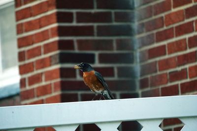 Close-up of bird perching on brick wall