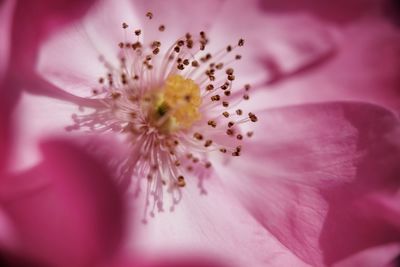 Close-up of pink flower blooming outdoors