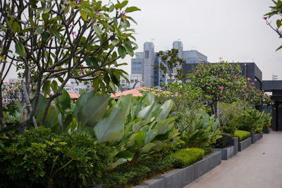 Plants and trees in city