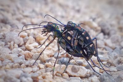 Close-up of insect on rock