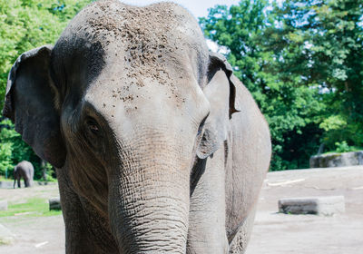 Close-up portrait of elephant in forest