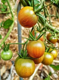 Close-up of fruit growing on plant