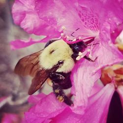 Close-up of honey bee on pink flower