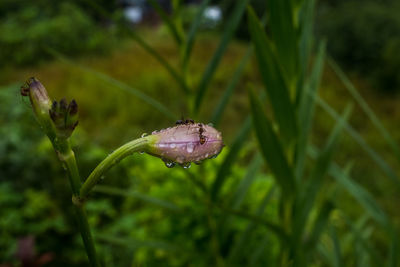 Close-up of raindrops on grass