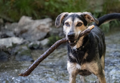 Portrait of dog with stick in water