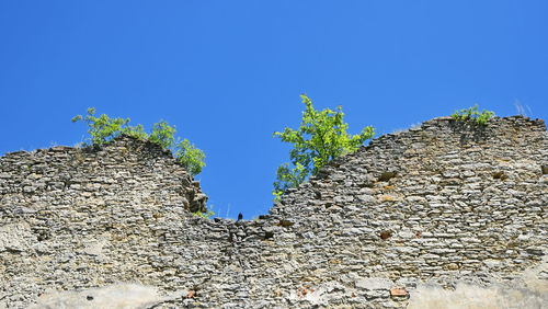 Low angle view of plants against clear blue sky