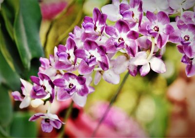 Close-up of purple flowering plant