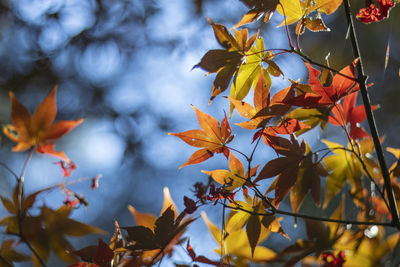 Leaves changing color