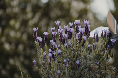 Close-up of purple flowering plants on field