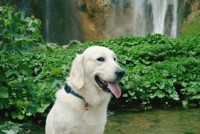 View of a dog looking away