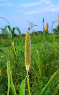 Close-up of crops on field