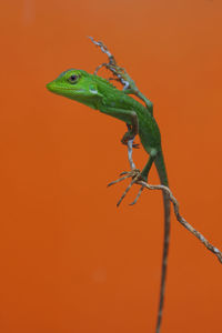Close-up of lizard on twig against orange background
