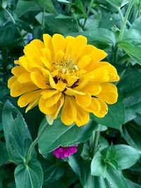 Close-up of insect on yellow flowering plant