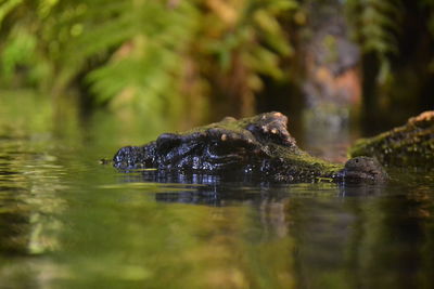 Close-up of turtle swimming in lake