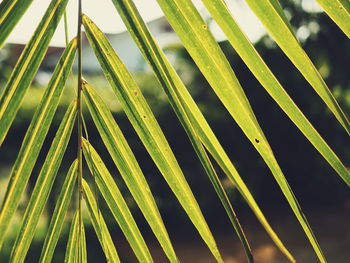 Close-up of palm leaf