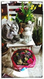 Potted plants in backyard