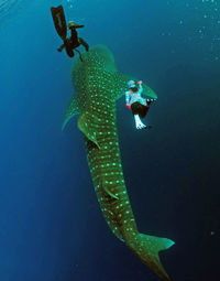 View of fish swimming in sea