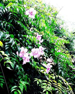 Close-up of pink flowers blooming outdoors