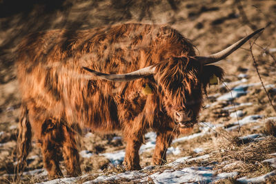 Highlander cow grazing in a mountain meadow