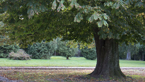 Trees growing in park