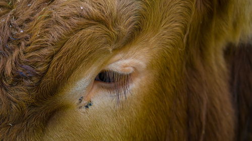 Close-up of cow