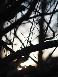Low angle view of silhouette tree against sky