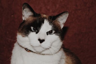 Close-up portrait of cat