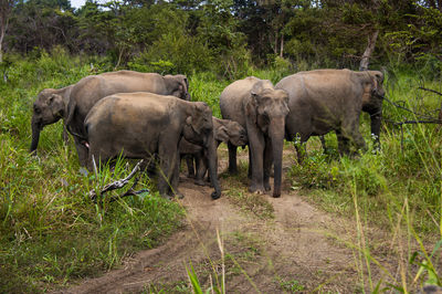 Elephant walking in a field