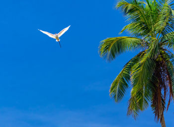 White heron fly against the blue sky.