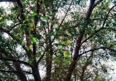 Low angle view of fresh flower tree against sky