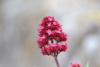 Close-up of pink flowers