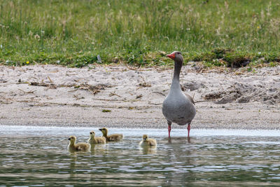 Ducks on a lake