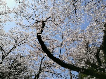 Low angle view of flower tree against clear sky