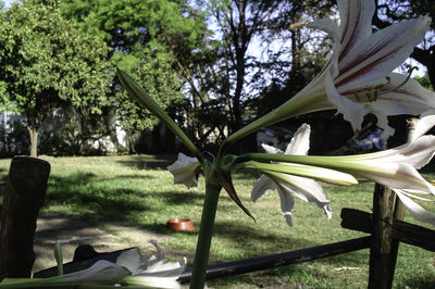 Close-up of flower tree