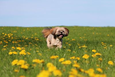 Dog looking away on field