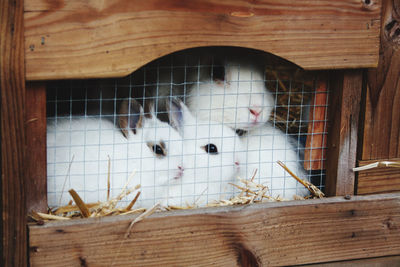 Close-up of rabbits in cage