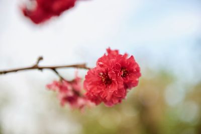 Close-up of red flowers blooming outdoors