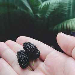 Close-up of hand holding berries