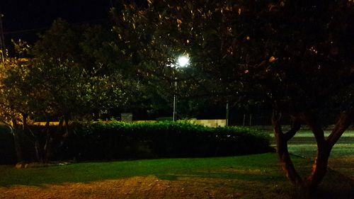 Trees in park at night