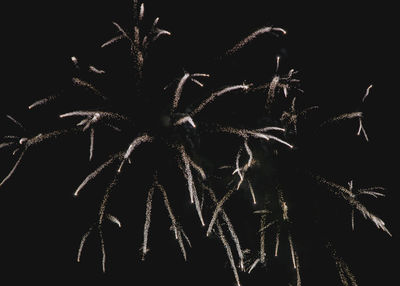 Low angle view of firework display against sky at night