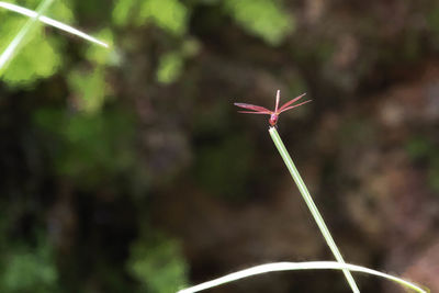 Dragonfly on plant