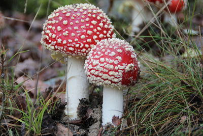 Close-up of fly agaric mushrooms on field