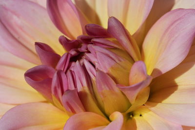 Close-up of dahlia blooming outdoors